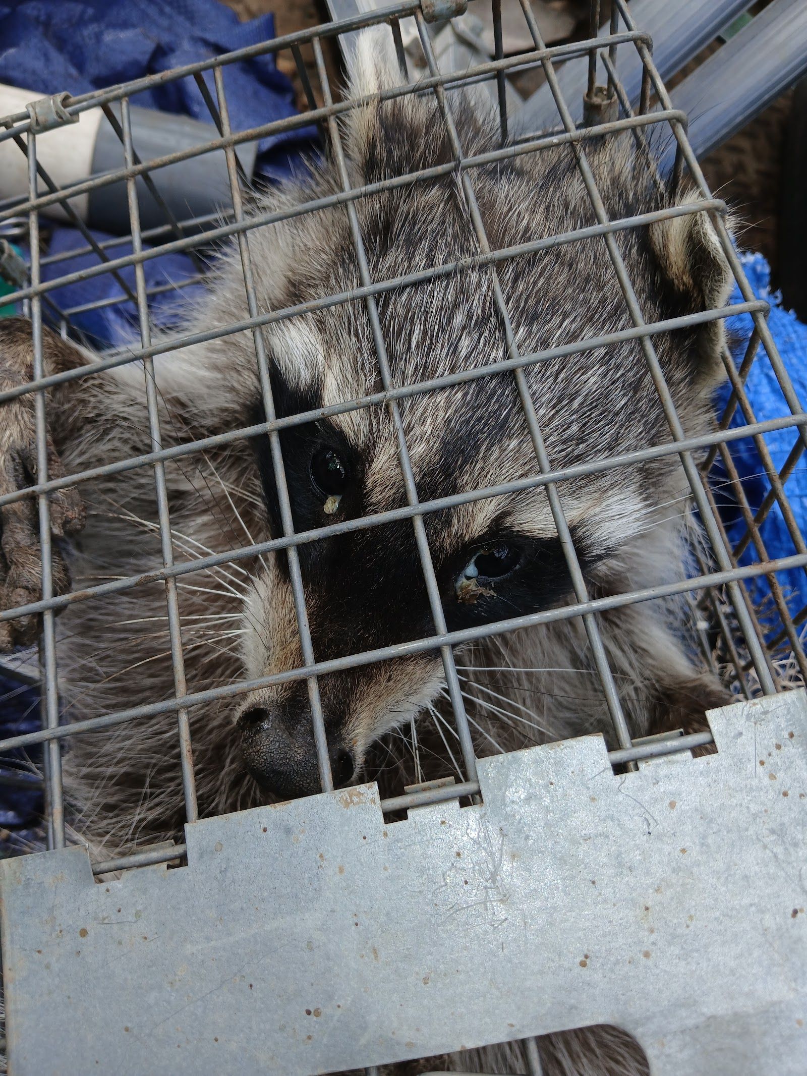 Hero photo for All Animal Wildlife Removal