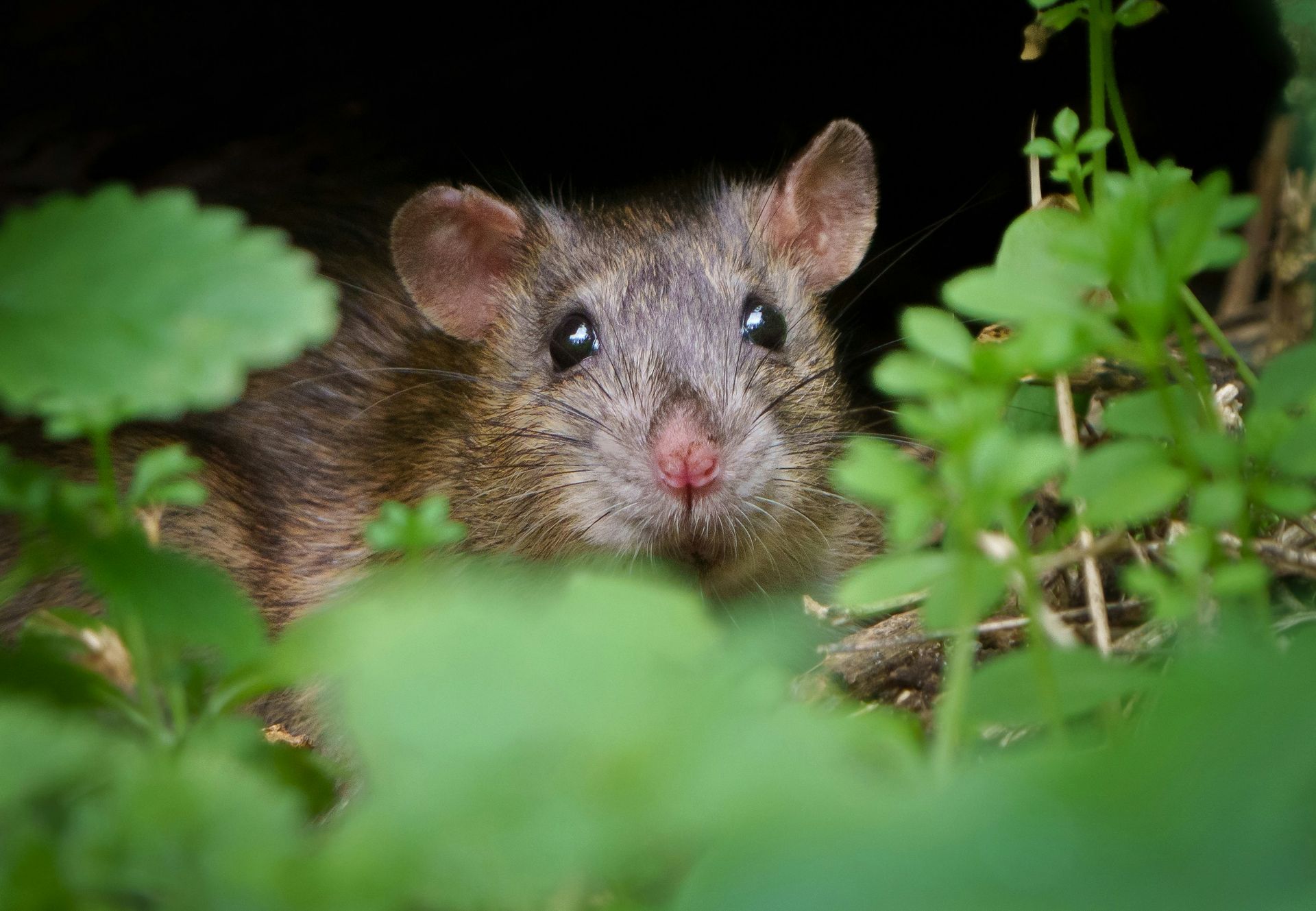 A small rodent peeking out of a hole in the ground