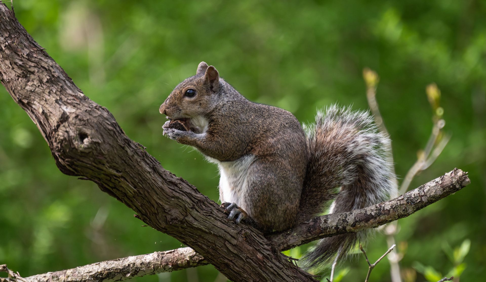 Close-up of a grey squirrel nibbling on a nut while perched on a tree branch in a lush green forest.