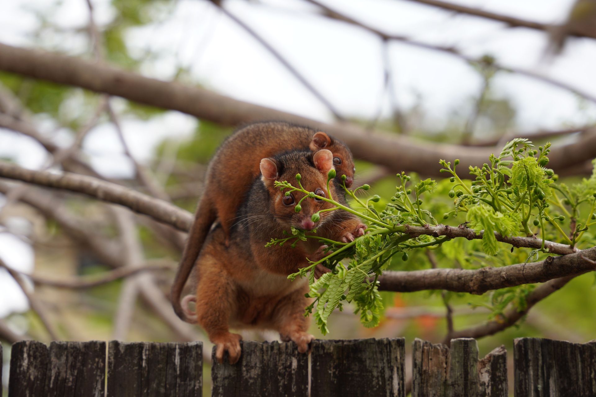 Close-up of a mother possum carrying her baby on a wooden fence in a natural setting.