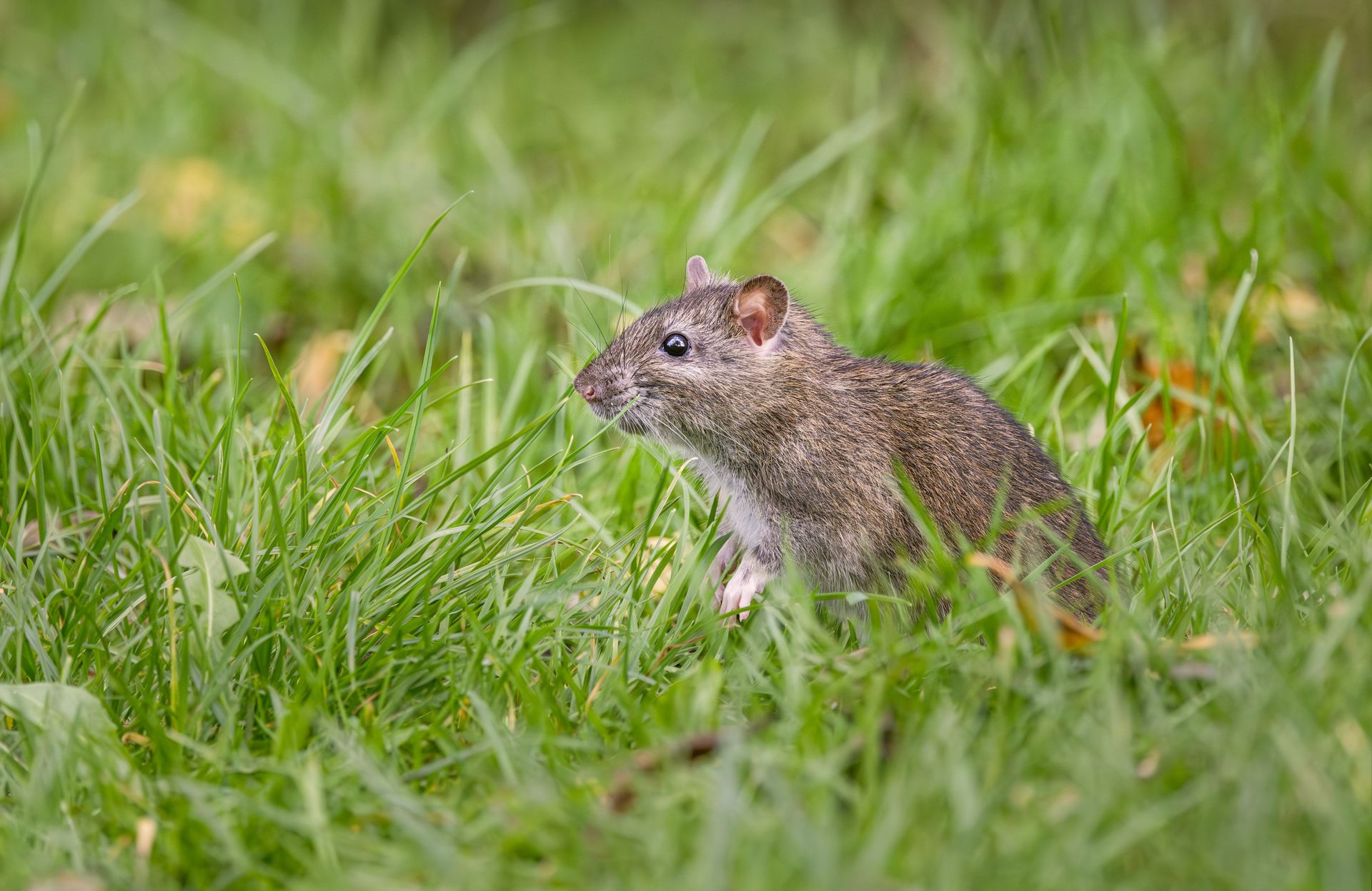 A detailed view of a brown rat exploring a lush grassy area outdoors.