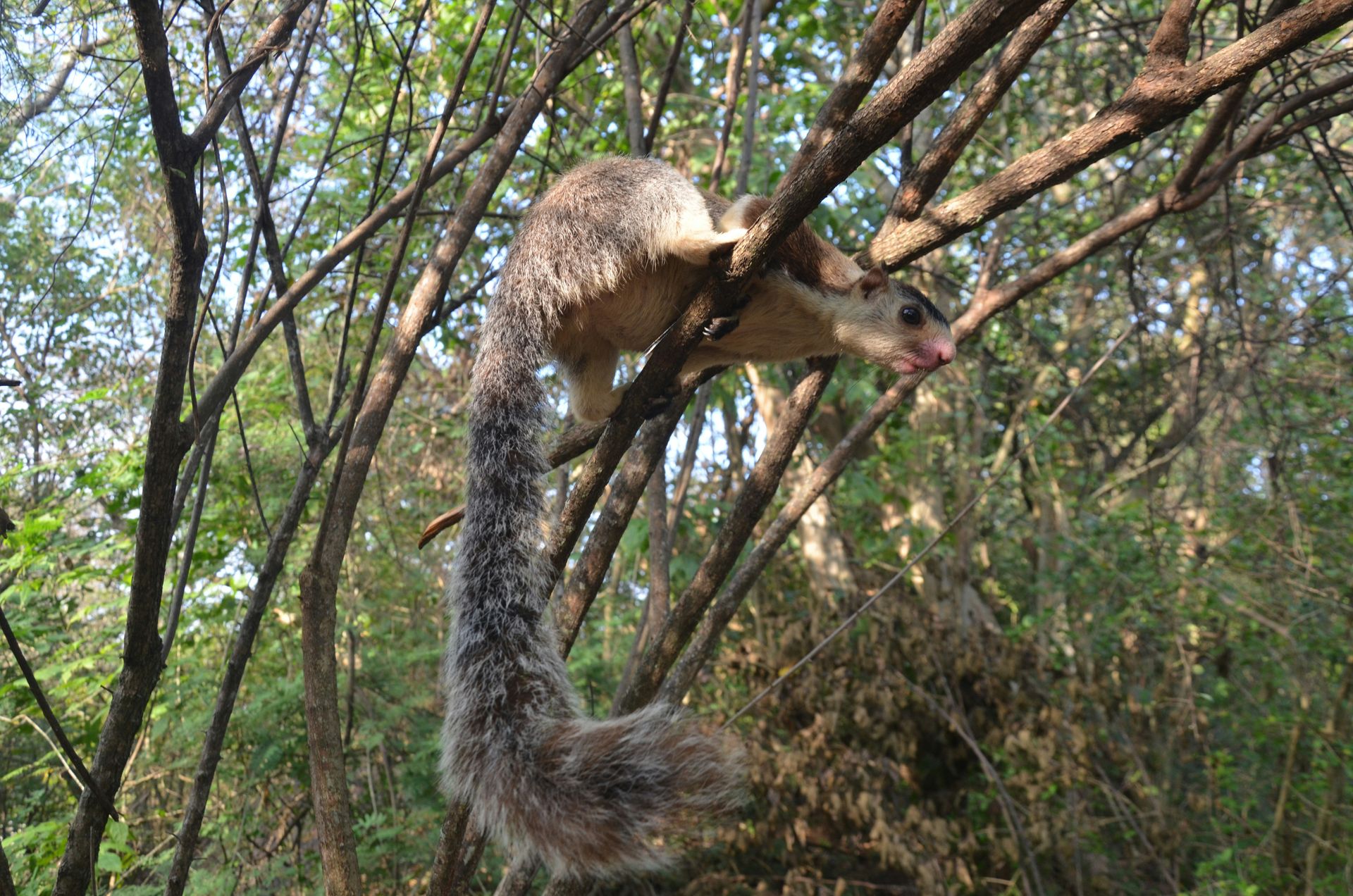 An animal climbing up a tree branch in a forest