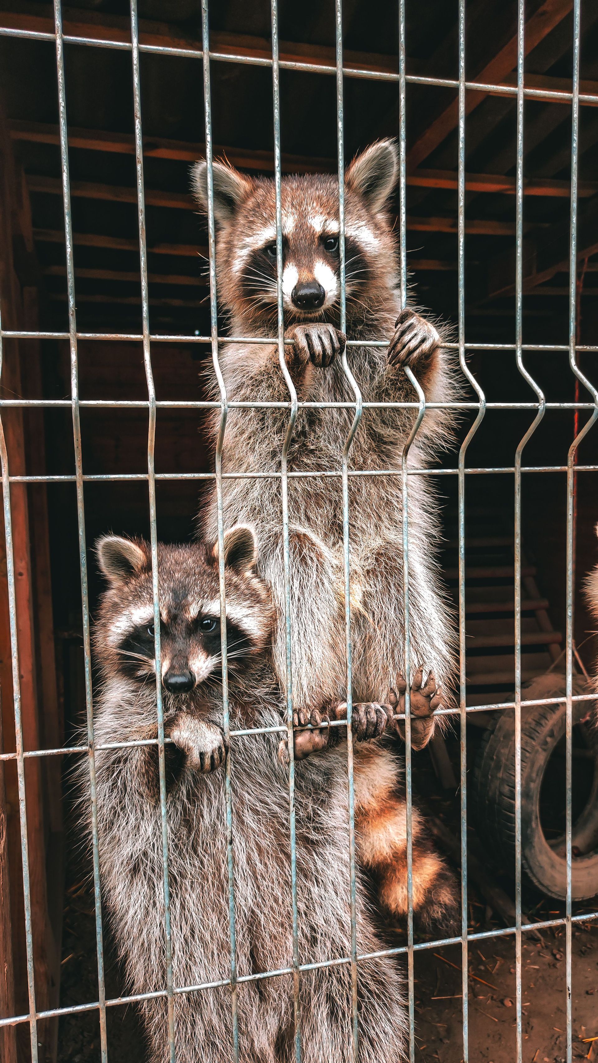 Two raccoons behind metal bars in a wildlife sanctuary setting.