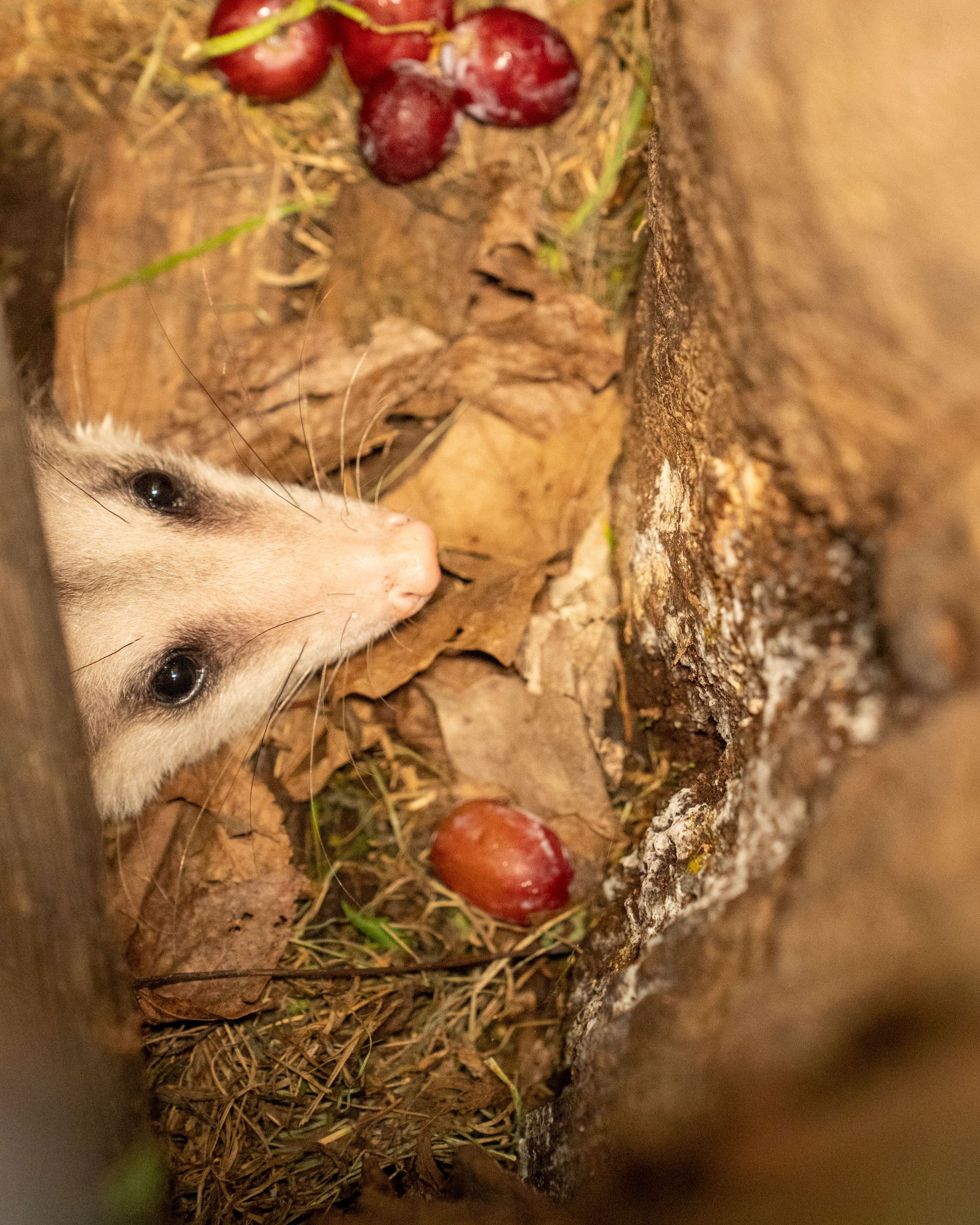 Opossum peeking through autumn leaves with scattered red grapes. Wildlife in Plainview, MN, USA.