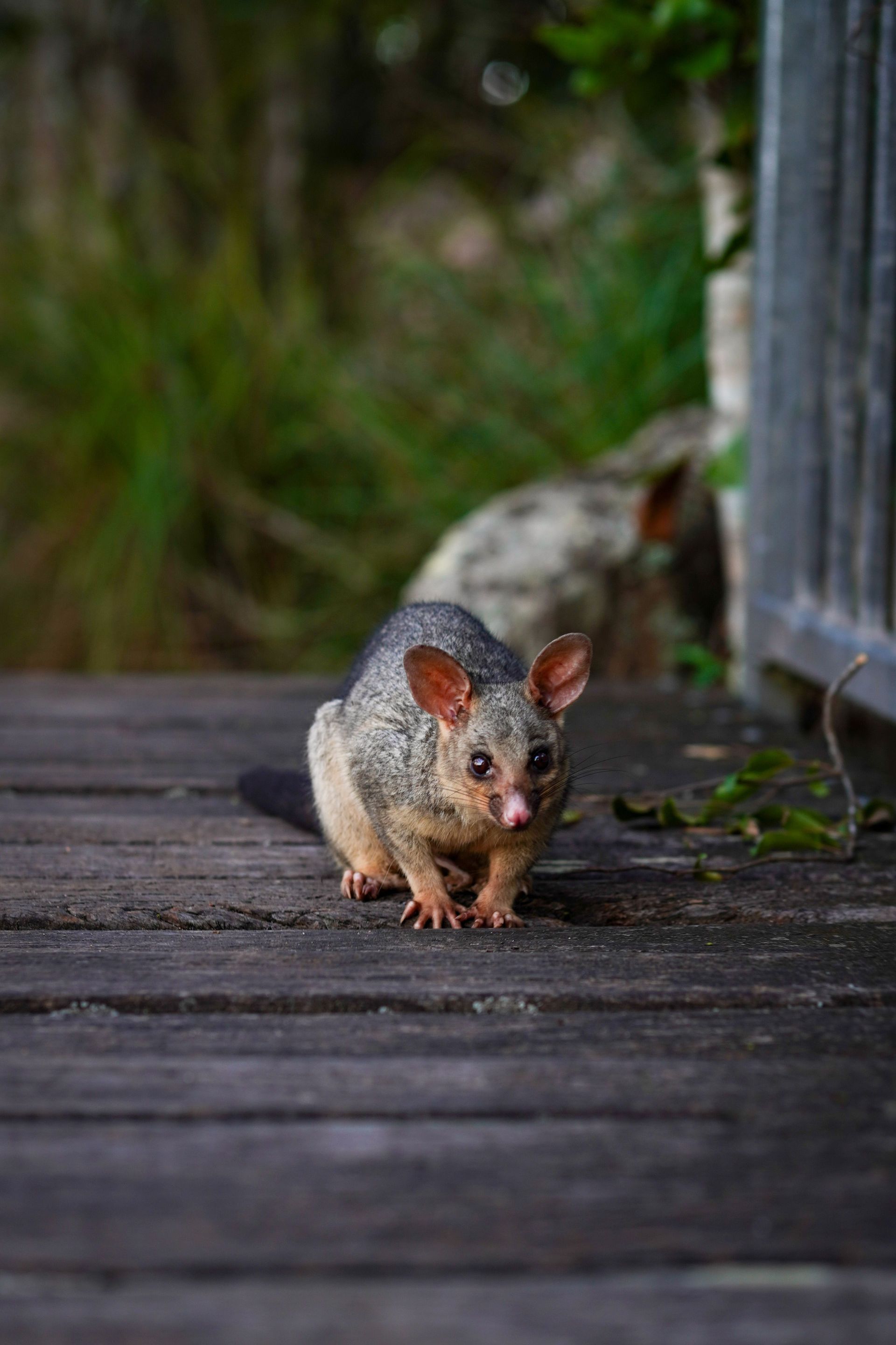 A curious brushtail possum stands on a wooden boardwalk outdoors, surrounded by greenery.
