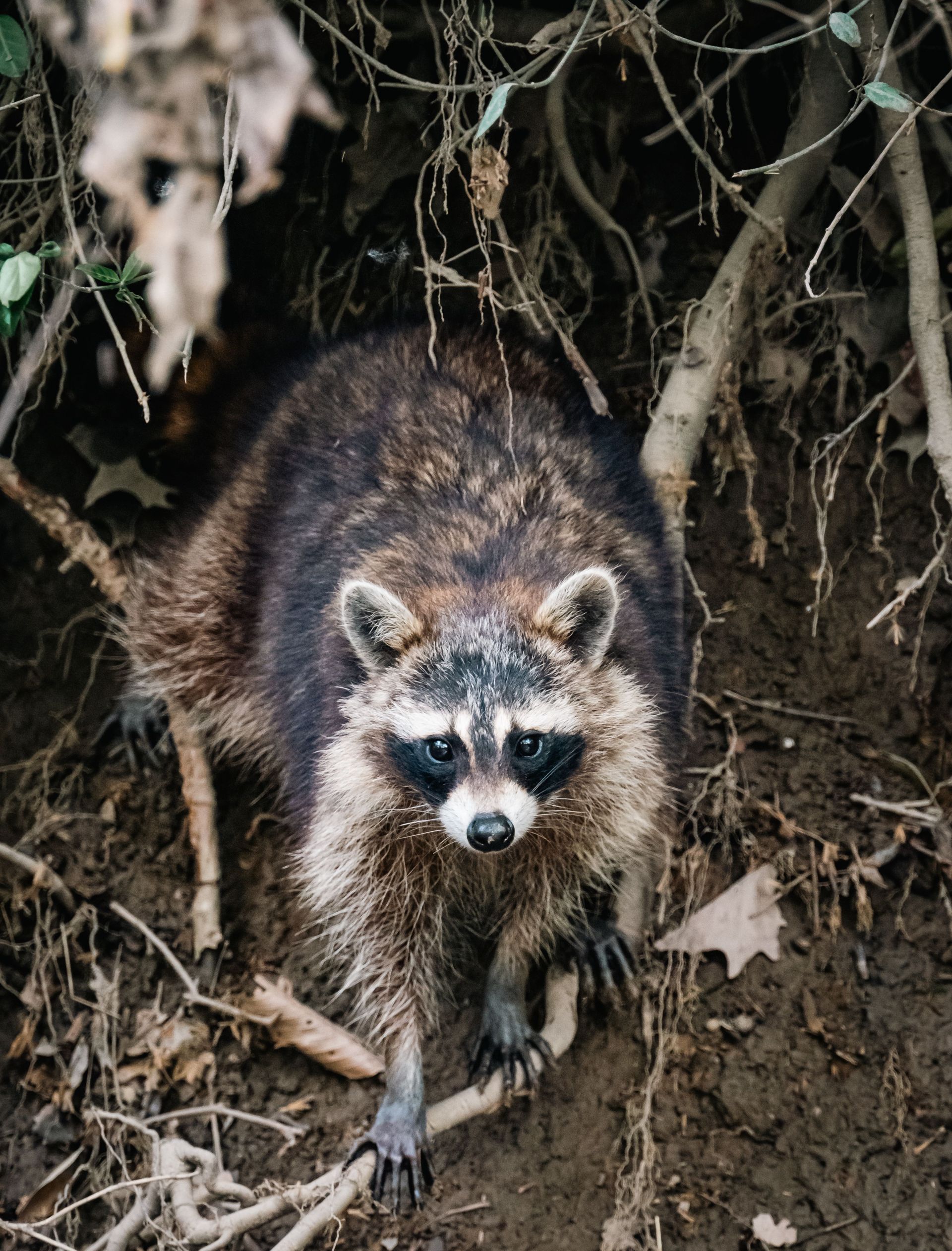 Wild raccoon seen exploring the forest floor surrounded by leaves and branches.